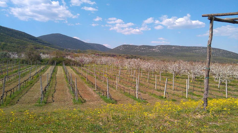 rows of vines at 'Argatia Winery' vineyards in the background of blue sky and mountains